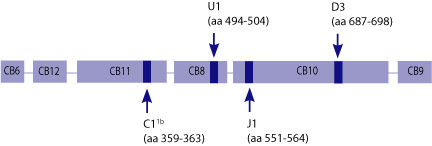 Collagen Type II Epitopes involved in arthritis