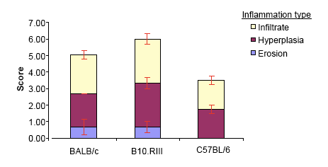 Histology in various strains in the Collagen Antibody Induced Arthritis model
